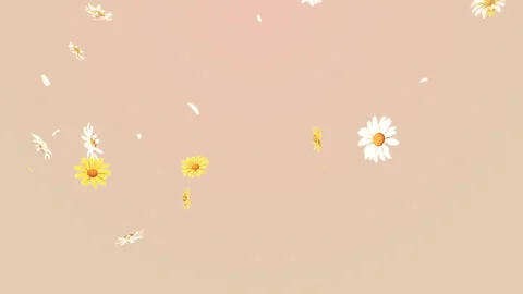 Daisy Fall Loop on Pastel Stock Footage 259697210