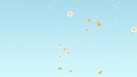 Daisy Fall on Pastels Background Stock Footage 295012404