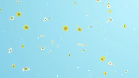 Daisy Fall on Pastels Background Stock Footage 295742711