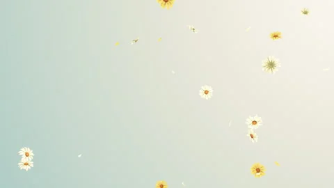 Daisy Fall on Pastels Background Stock Footage 297850689