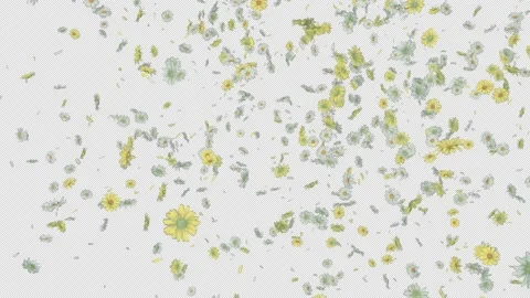 Daisy Falling Stock Footage 182875213