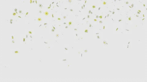 Daisy Falling Stock Footage 205116517