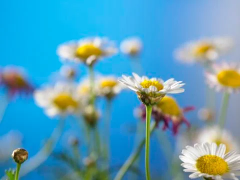 Daisy farm Stock Photos