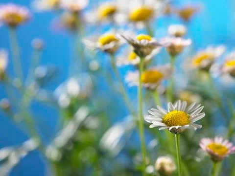 Daisy farm Stock Photos