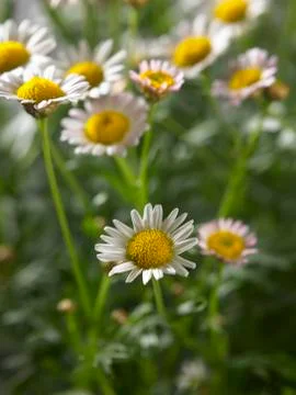 Daisy farm Foto stock