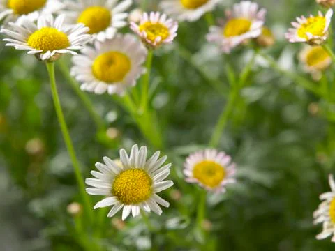 Daisy farm Stock Photos