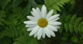 Daisy with ferns HD Footage