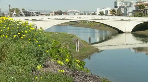 Daisy field and a bridge over water. Stock Footage 10903083