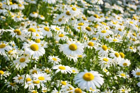 Daisy field background in spring Stock Photos