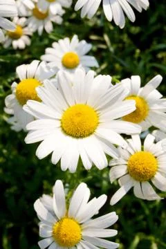 Daisy field background in spring Stock Photos