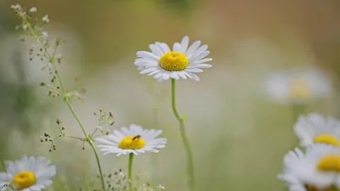 Daisy field bathed in warm sunlight during summer. Stock Footage 315717757