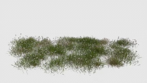 Daisy Field blowing in the wind Loop Animation. Alpha Channel Stock Footage 308614554