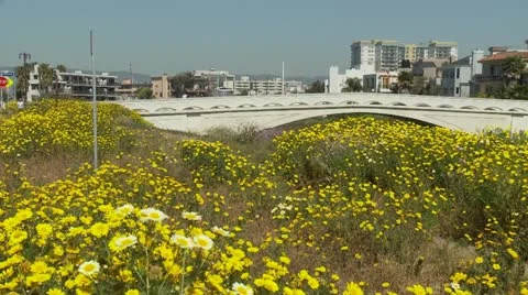 Daisy field with bridge in the background. Stock Footage 10903052