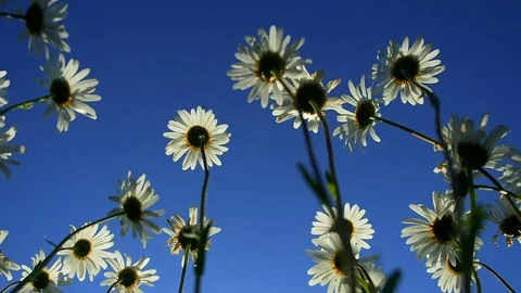 Daisy field, chamomile flowers Stock Footage