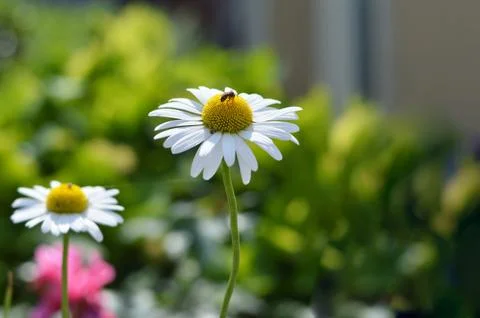 Daisy in the field, close up Foto stock