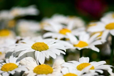 Daisy Field Closeup Stock Photos