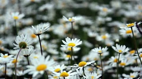Daisy field flowers summer Stock Footage 21843107
