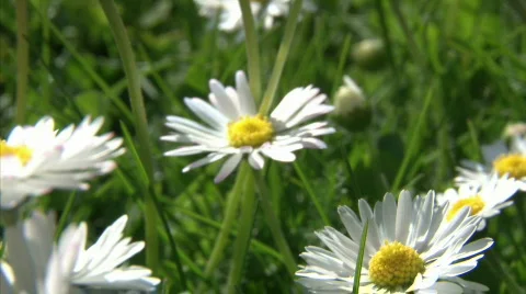 Daisy field Stock Footage 713169