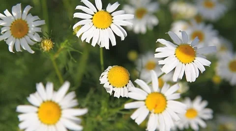 Daisy field Stock Footage 8656827