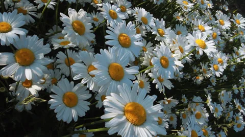 Daisy Field Video stock 39829162
