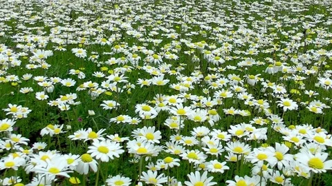 Daisy field Stock Footage 74477337