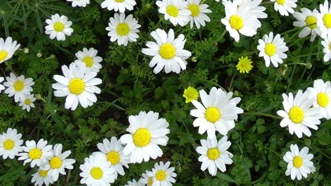 Daisy field Stock Footage 74479199