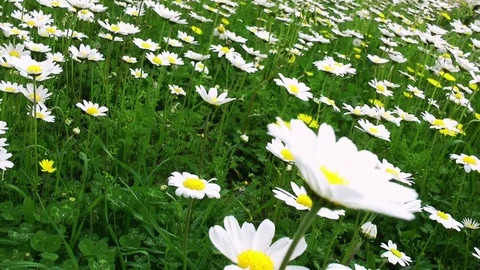 Daisy field Stock Footage 74479278