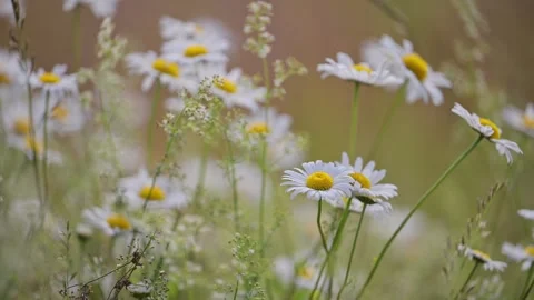 Daisy field in the golden sunlight. Stock Footage 316243791