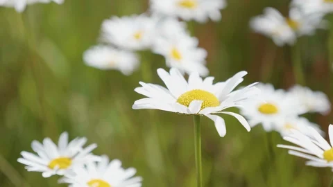 Daisy field in a light breeze Stock Footage 91549397