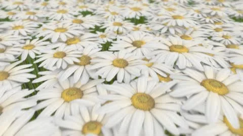 Daisy Field Looping Background Stock Footage 20562523