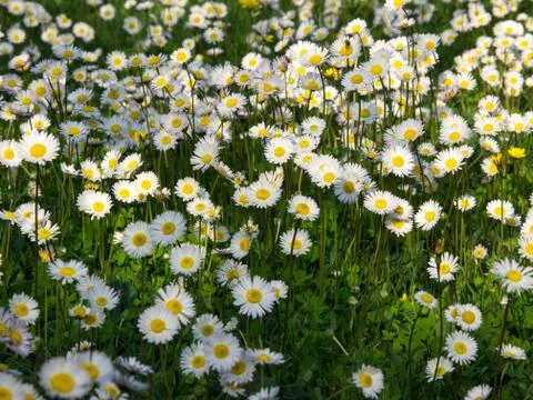 Daisy field Foto stock