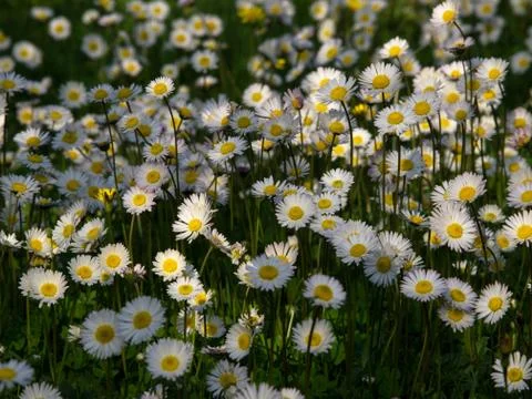 Daisy field Stock Photos