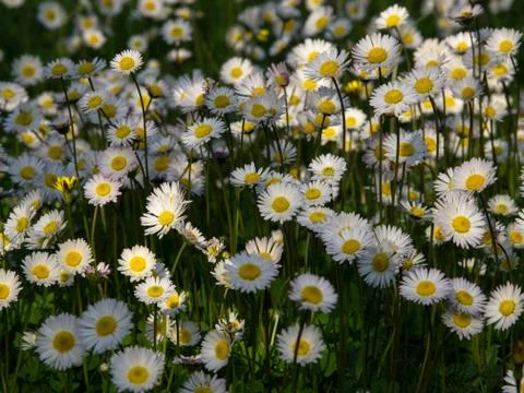 Daisy field Stock Photos