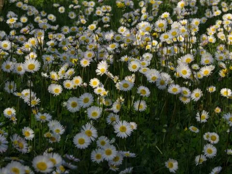 Daisy field Stock Photos