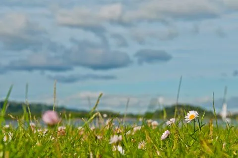 Daisy field Stock Photos
