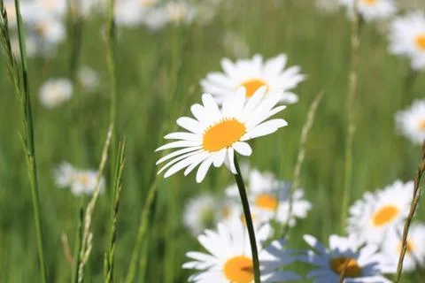 Daisy field Stock Photos
