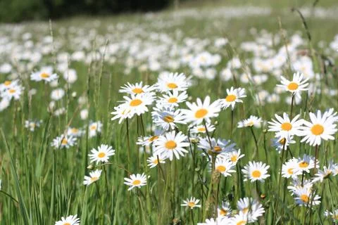 Daisy field Stock Photos