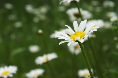 Daisy Field Foto stock