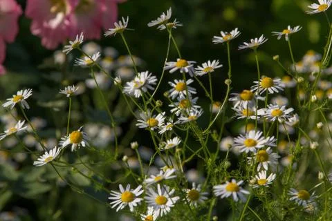 Daisy field in summer Stock Photos