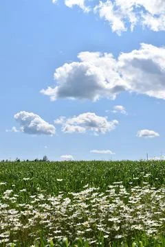 A daisy field in summer Stock Photos
