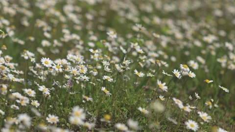 Daisy Field In The Sunny Spring Day Stock Footage 152860242