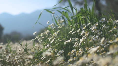 Daisy Field In The Sunny Spring Day Stock Footage 152915039