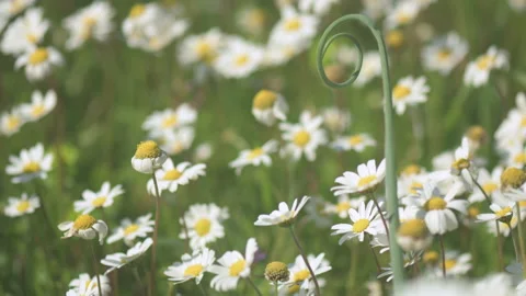 Daisy Field In The Sunny Spring Day Stock Footage 152915671
