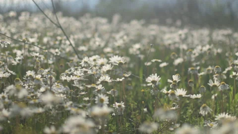 Daisy Field In The Sunny Spring Day Stock Footage 152934632