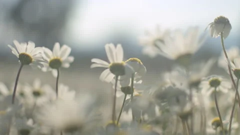 Daisy Field In The Sunny Spring Day Stock Footage 152934754