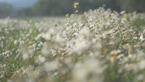 Daisy Field In The Sunny Spring Day Stock Footage 152934790