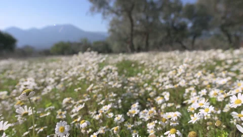 Daisy Field In The Sunny Spring Day Stock Footage 152934858