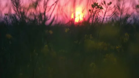 Daisy Field At Sunset, Green Grassy Field. Yellow Flower Blossom Rapeseed Stock Footage 270752759