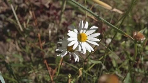 A daisy in the field sways in the wind Stock Footage 168008907