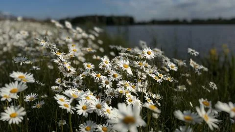 Daisy field under bright sunlight Stock Photos